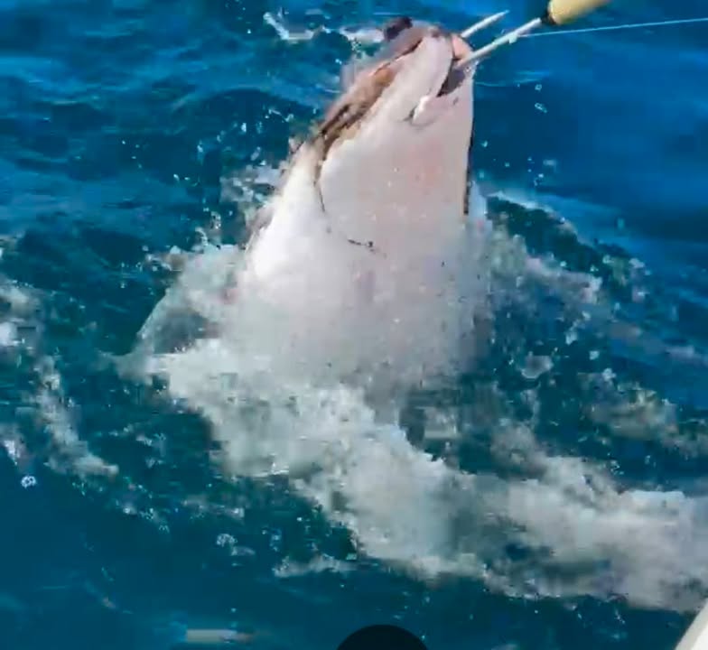 The Dutcwich group had a nice halibut yesterday. 1,4 m.