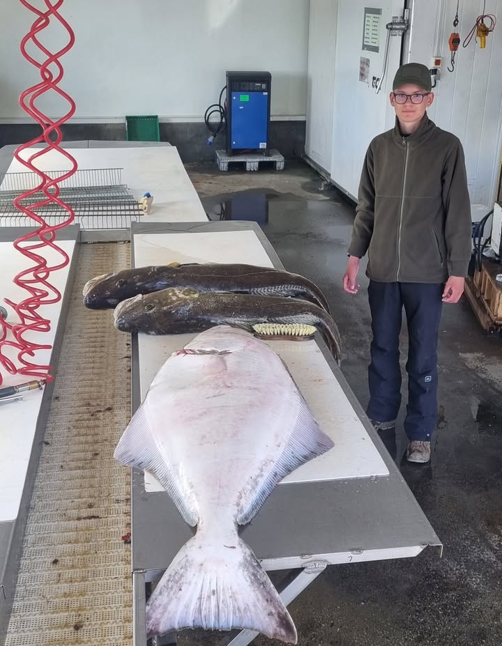 The pabreza family caught a nice halibut and some nice cods today. 😀👍