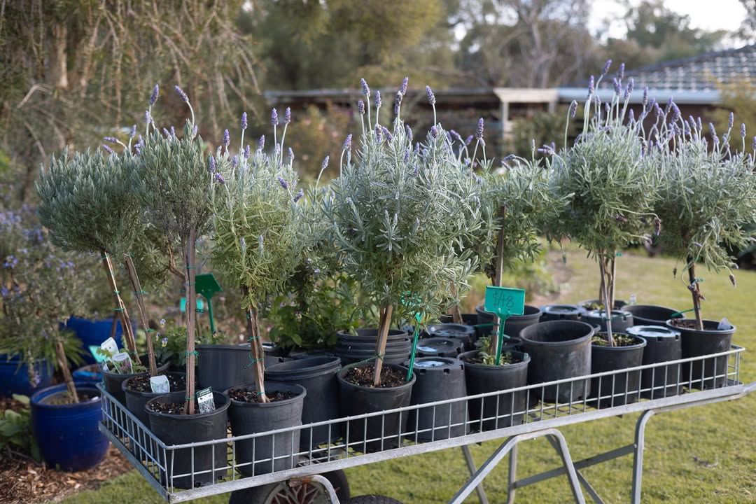 Our lavender standards are a beautiful way to add height, structure and a touch of charm to your....